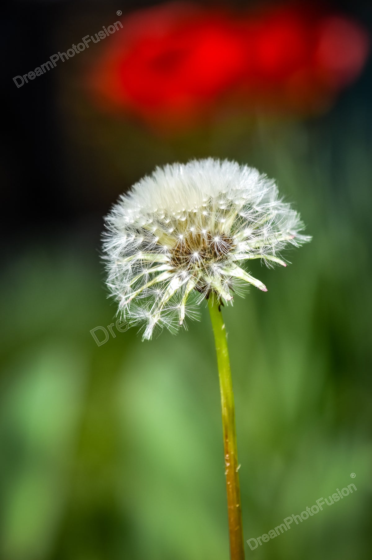 Delicate white seed head on a slender green stem against a softly blurred green background with a red patch above.