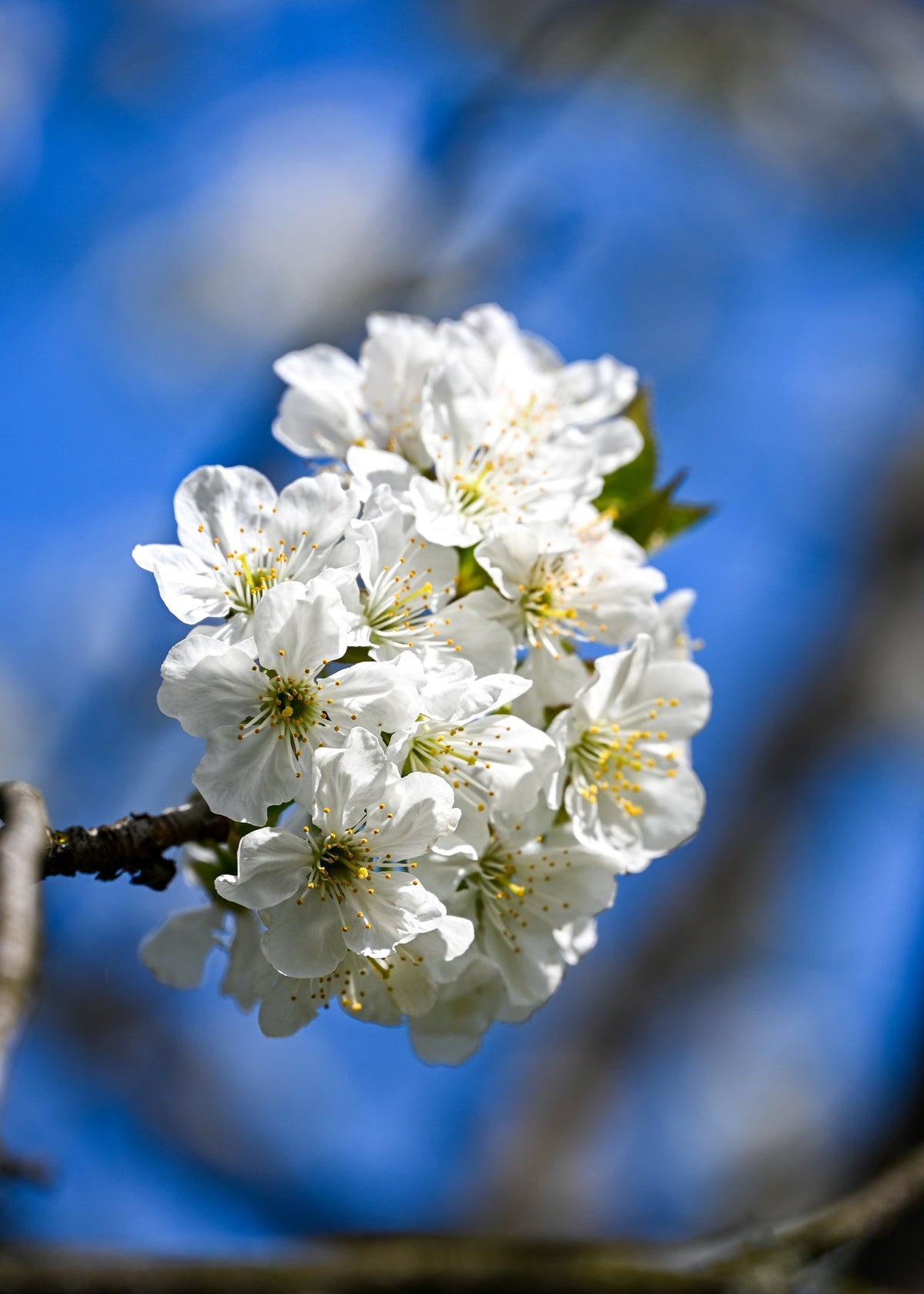 White spring blossoms photographed against a deep blue sky