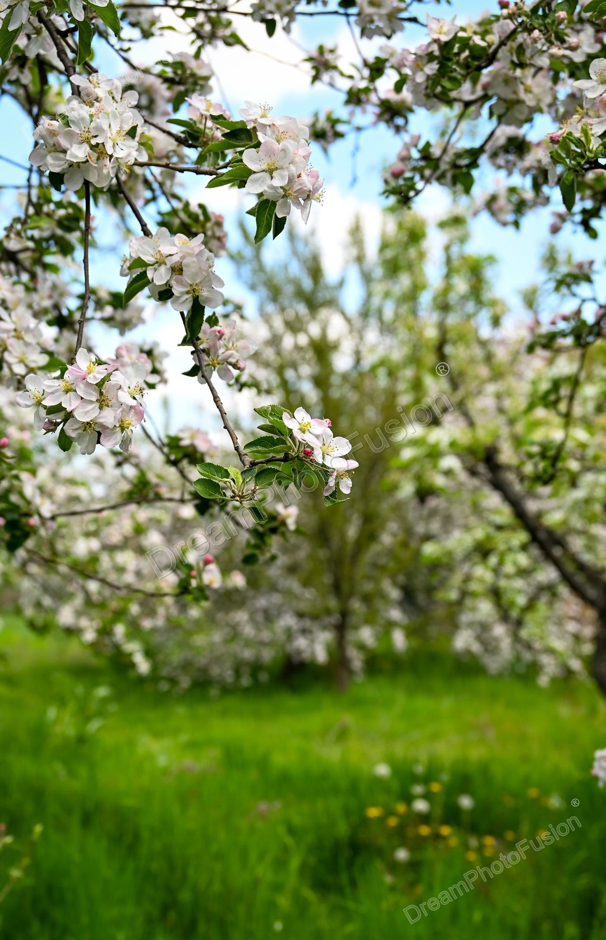 White and pale pink blossoms on leafy branches above green grass, with blue sky and softly blurred flowering trees beyond.